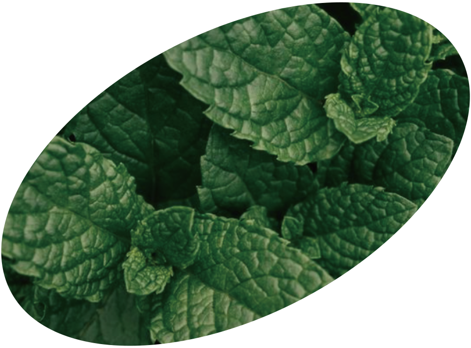 GUM MINT